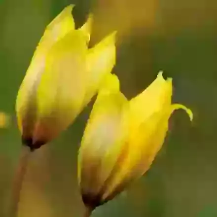 Sylvestris